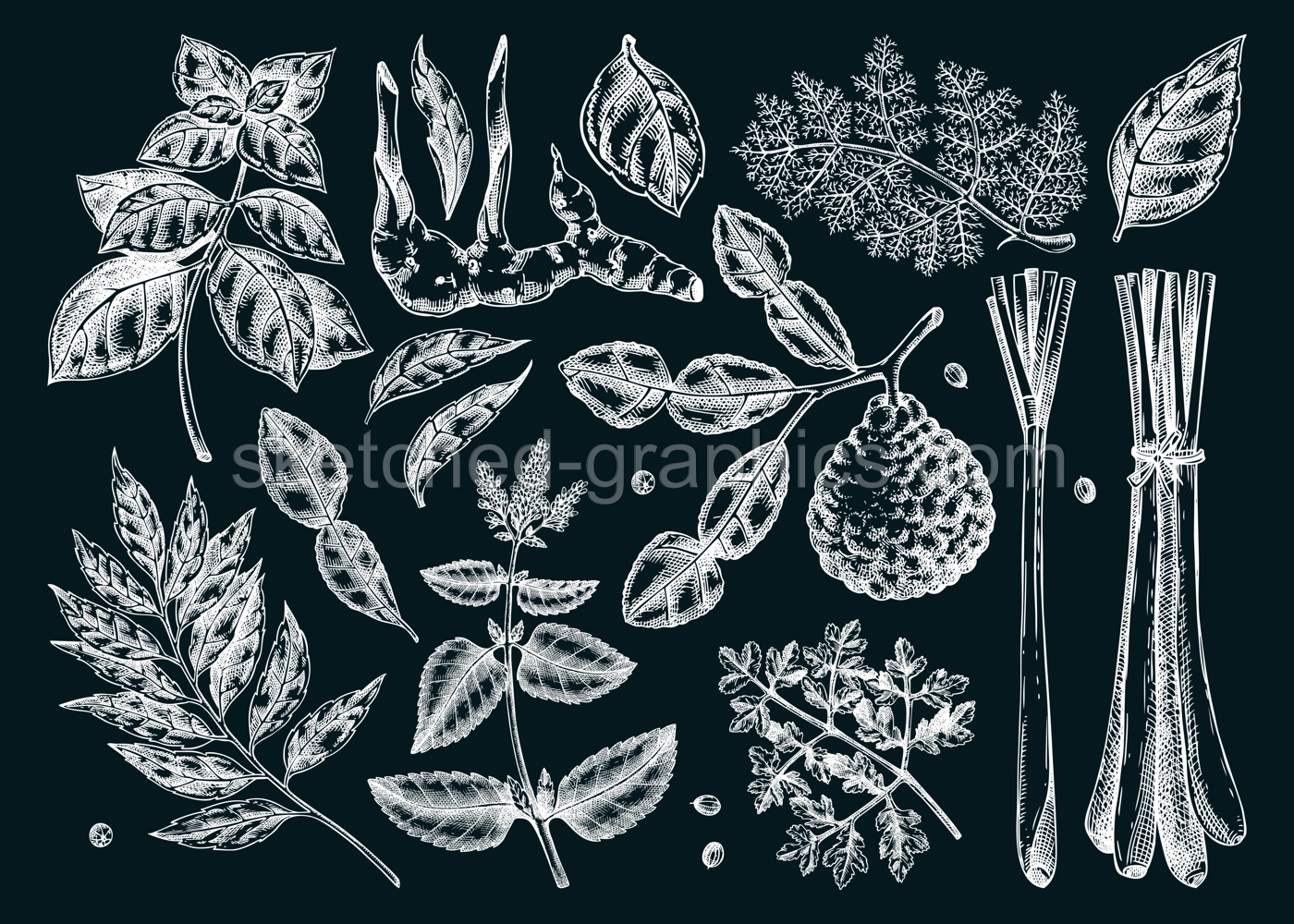 Asian cuisine herb and spice sketches set. Basil, curry, calangal, cilantro, lime chalk drawing. Kitchen spices hand-drawn vector illustration. NOT AI generated Illustration